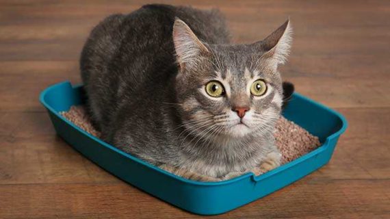 Cara Mudah Mengatasi Diare Pada Kucing, Anjing dan Kelinci