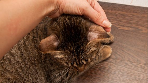 Ringworm Pada Kucing dan Anjing