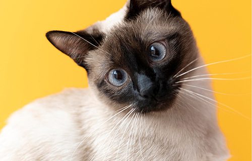 Kenapa Kucing Punya Kumis?
