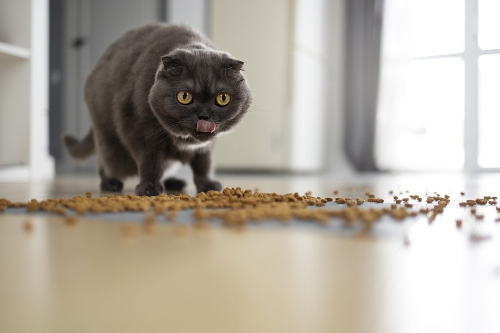 cute-cat-eating-food-floor-scaled