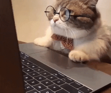 Bahaya Virus Calici Pada Kucing