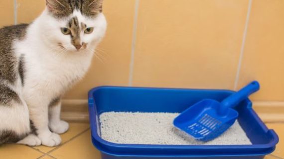 Kucing pup sembarangan? Apa yang bisa pet parents lakukan