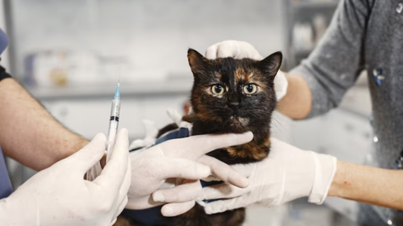 Berencana vaksin anabul?  Yuk ketahui jenis vaksin untuk anjing dan kucing