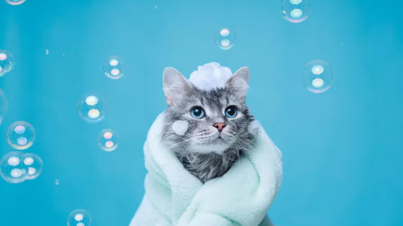 Mengapa kucing takut saat di Grooming? 6 Tips Grooming Untuk Grooming Kucing Reog