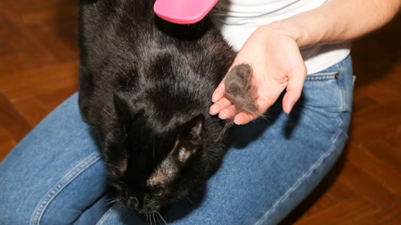Anabul mengalami hairball? 7 fakta yang perlu diketahui