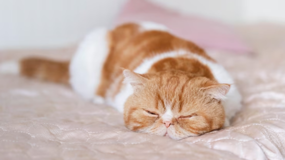 Kucing tidur terus, normal atau sakit?