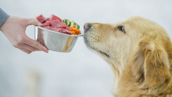 Raw food vs pakan komersial? Memilih jenis pakan untuk anjing dan kucing