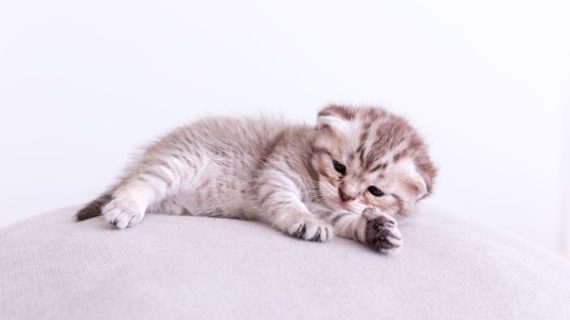 Merawat kitten yang tidak dirawat induknya