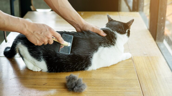 Bulu kucing mudah rontok? Ini penyebab dan cara mengatasinya!