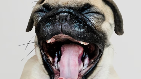 Bau mulut pada anjing dan cara mengatasinya!