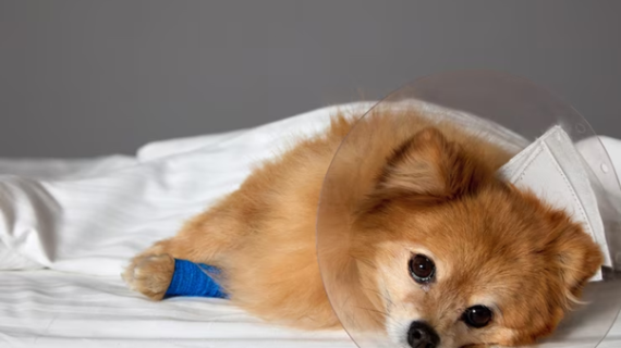 Anjing kamu muntah? Ini penyebabnya!