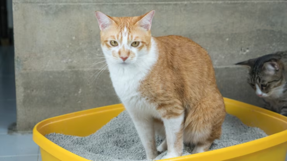 Mengapa kucing tidak bisa kencing?