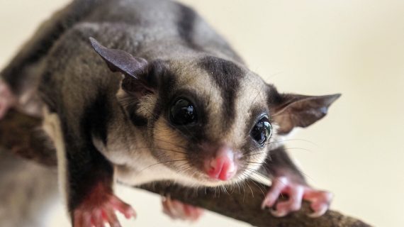 Jenis Warna Sugar Glider