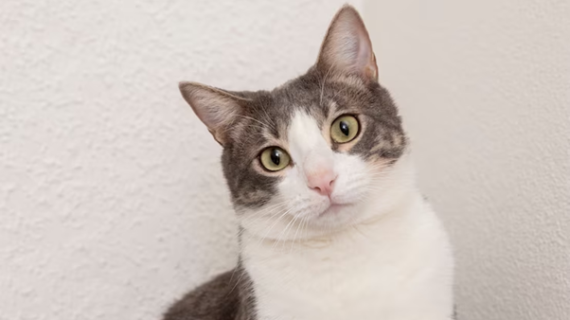 Telinga kucing selalu kotor, mungkin disebabkan oleh penyakit ini!