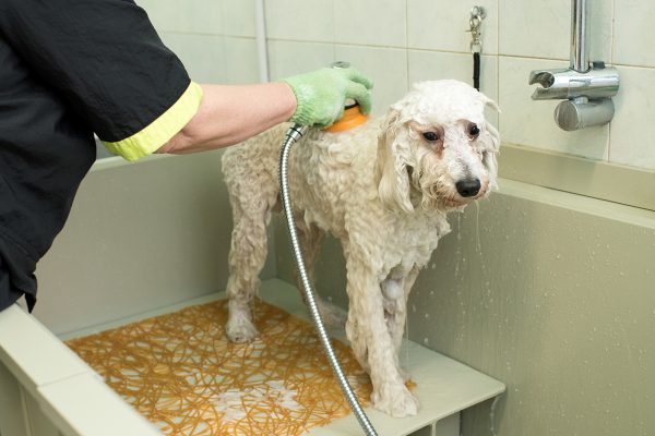 groomer-in-a-pet-salon-washing-a-white-dog-PD72ZSY.jpg