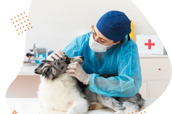 vetcare-services-img01.png